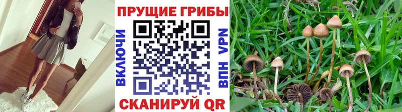 Псилоцибиновые грибы MAGIC MUSHROOMS  Назрань 